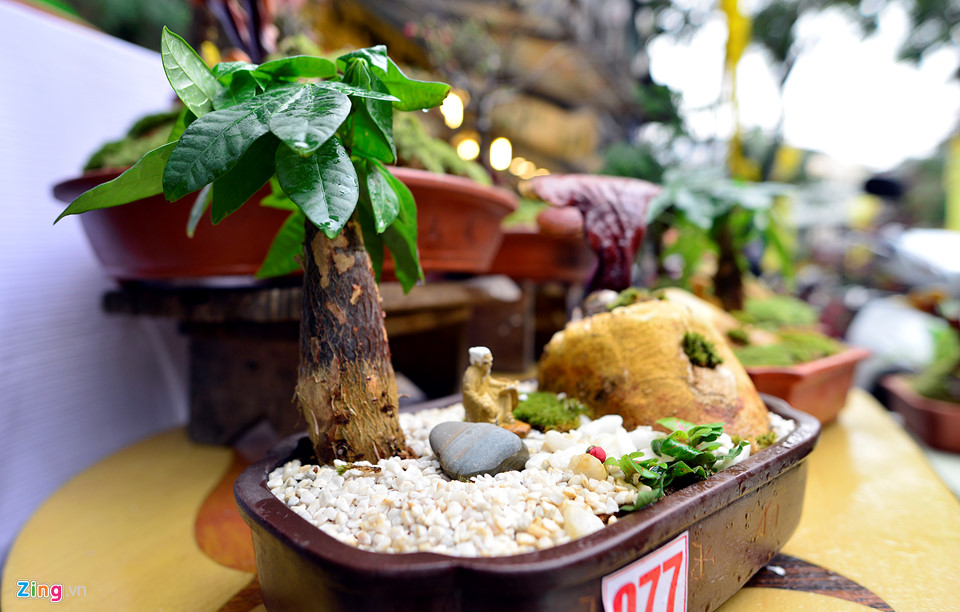 Nấm linh chi biến thành cây cảnh trưng bày dịp Tết